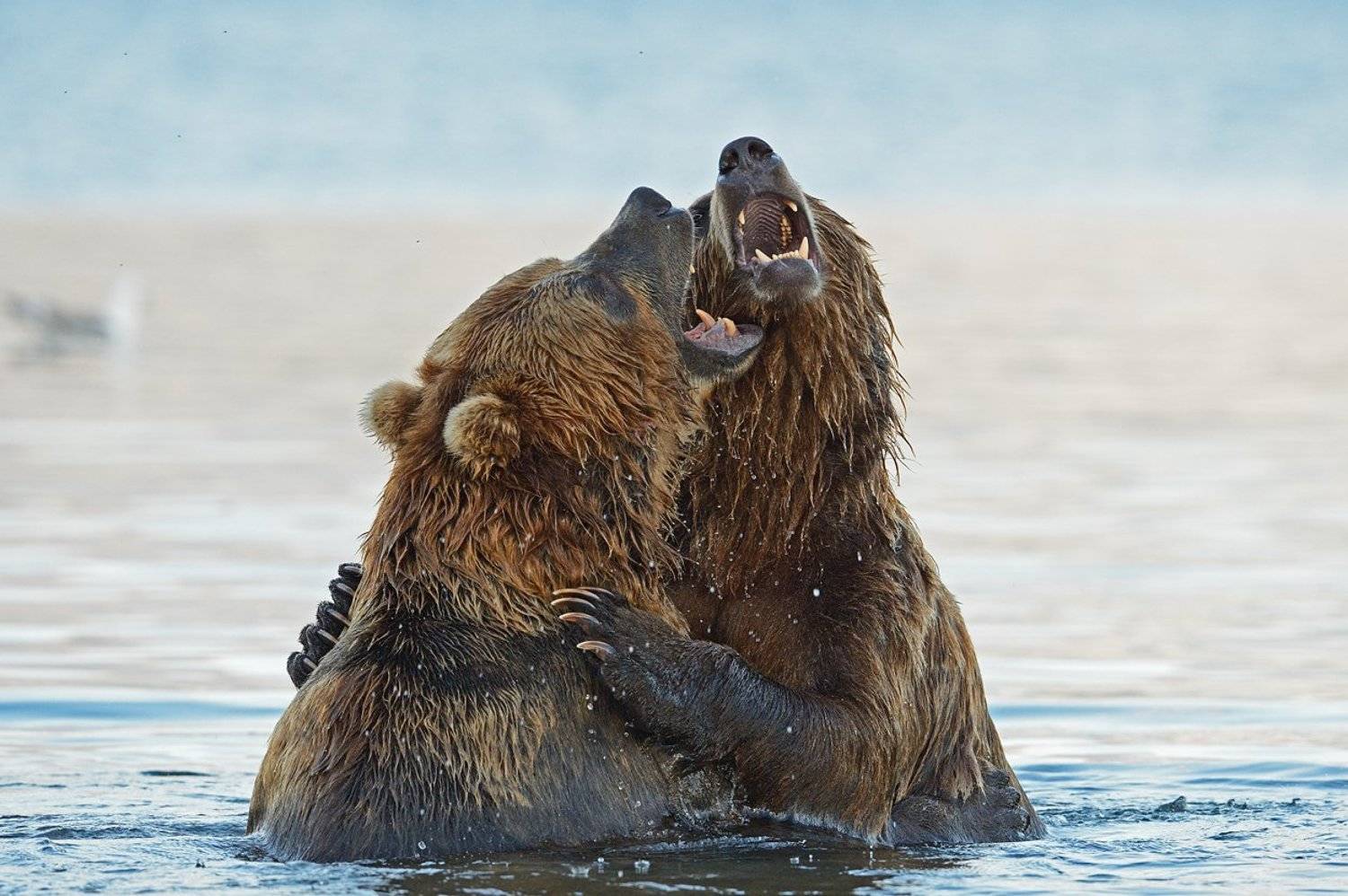 , Александр Малецкий