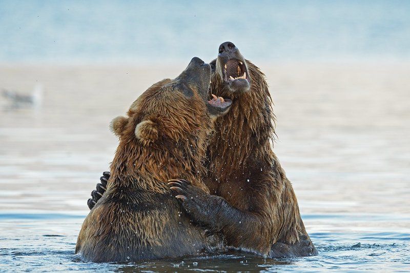 Давай споем фото превью