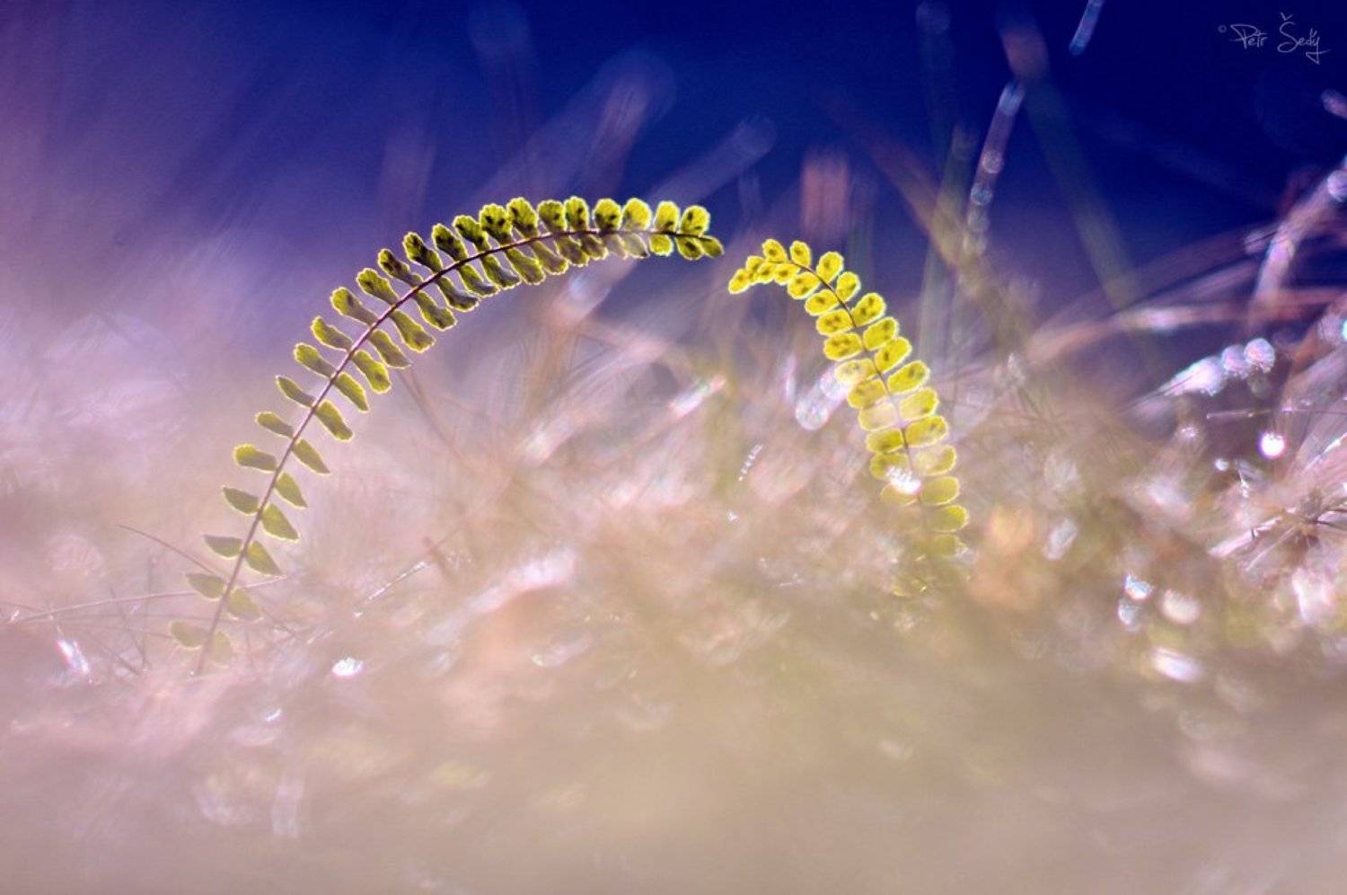 , Petr &Scaron;ed&yacute;