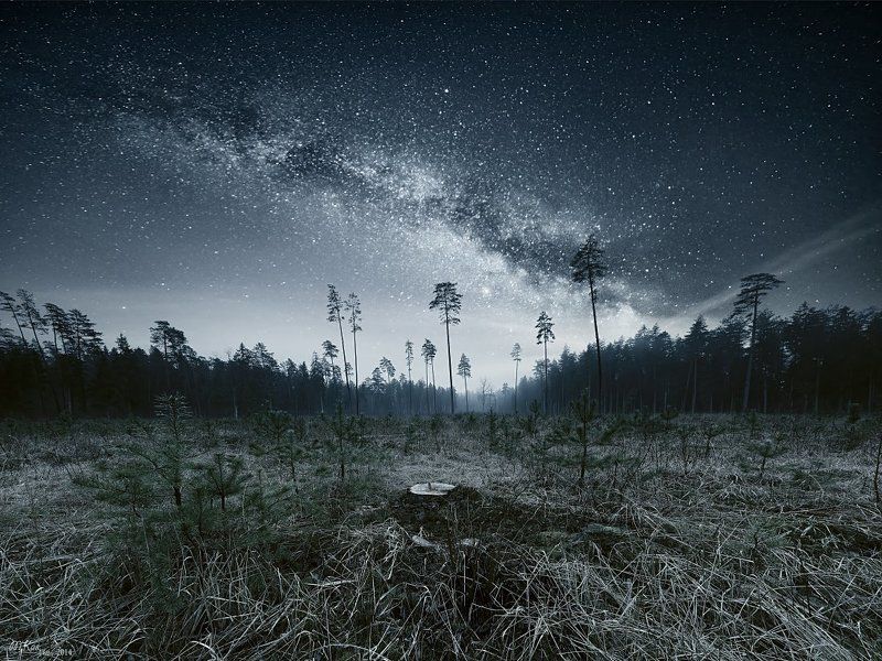 Forest walk фото превью