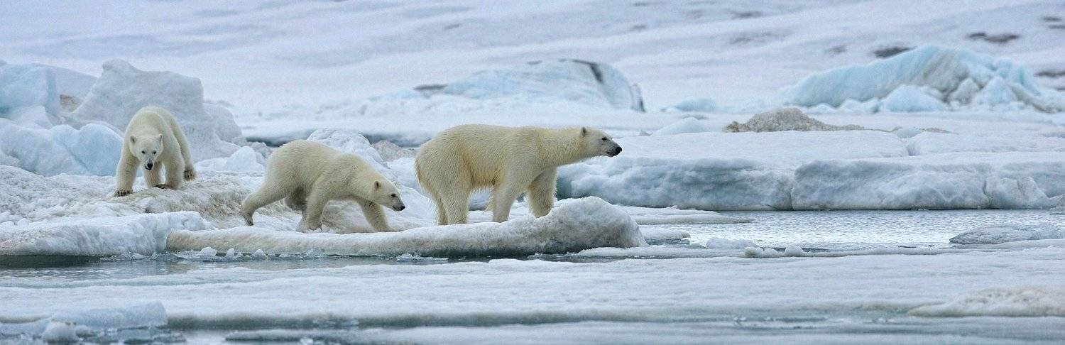 Арктика шпицберген, Дикие животные полярный медведь, Анна Яценко