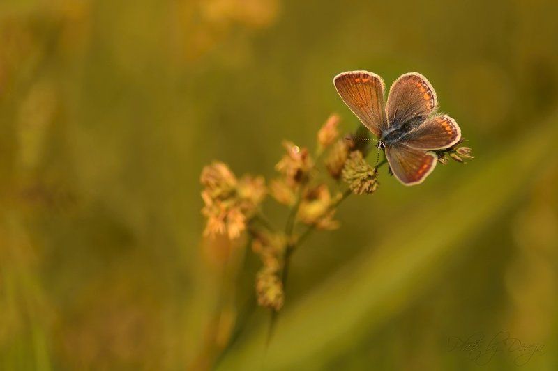 Это он, весна? фото превью