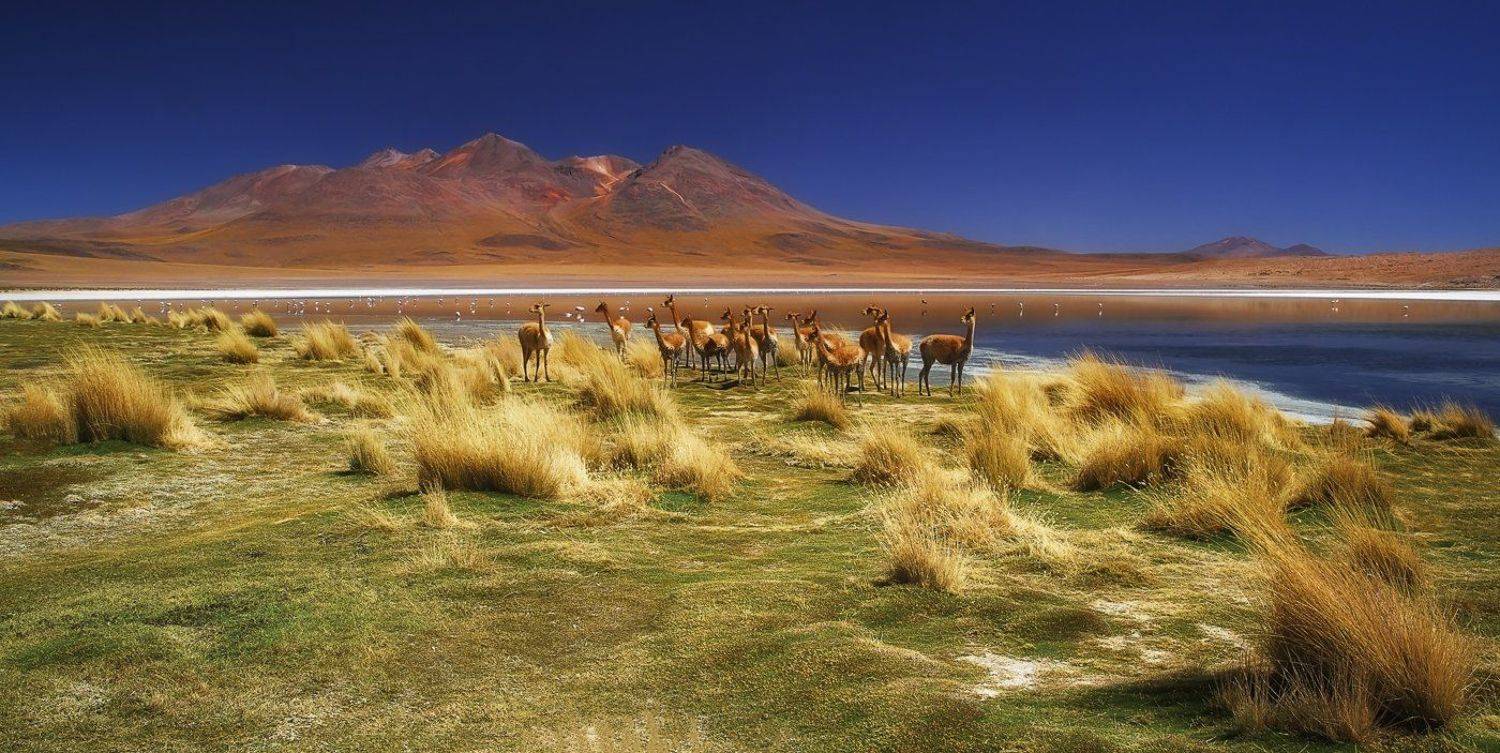 bolivia, боливия, mc, М.