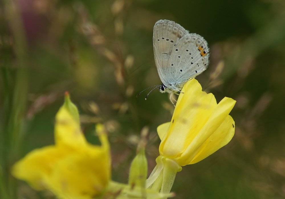 , Чепленко Алексей
