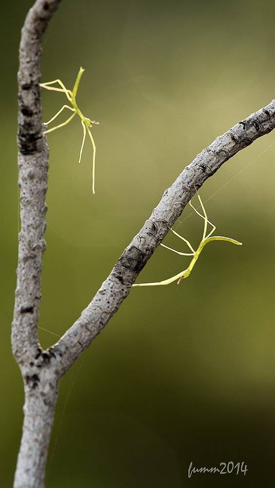 , Игорь ФУММ