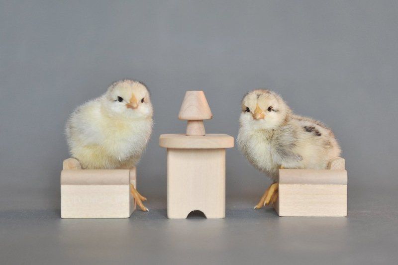 цыплята Посиделки фото превью