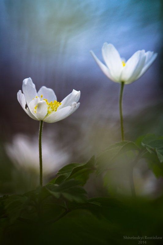 Rostyslav Colourfull spring фото превью