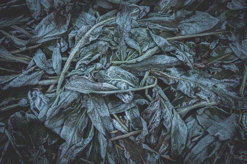 Земля, Осень, Трава *** фото превью