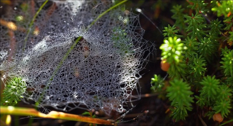 Паучья архитектура. Тентовые конструкции. фото превью