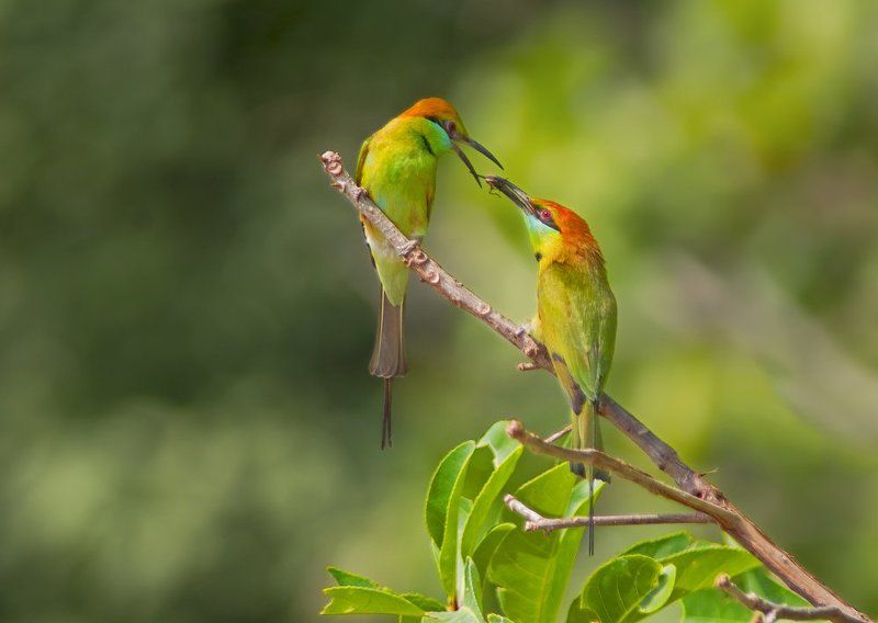 Meropidae, Птицы, Щурка Ты сегодня мне принёс не букет из пышных роз... фото превью