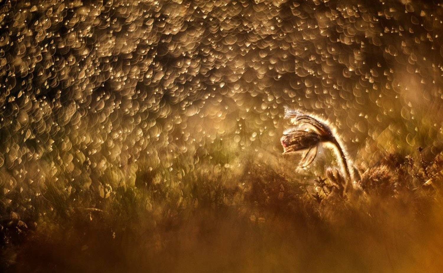 , Татьяна Аверина