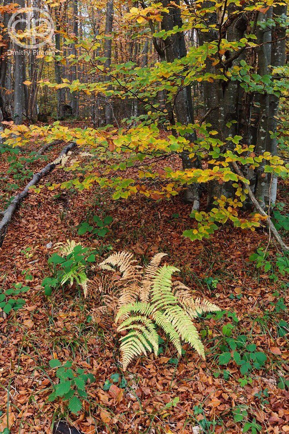Лес, Осень, Питенин Дмитрий