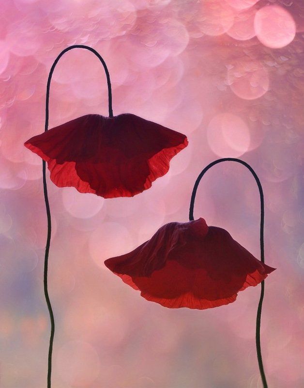 Tete - a - tete ... фото превью