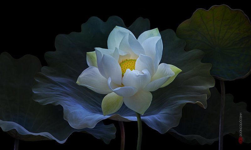 Lotus фото превью