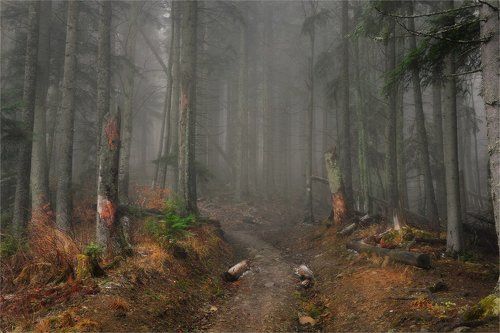 Карпатский Лес...