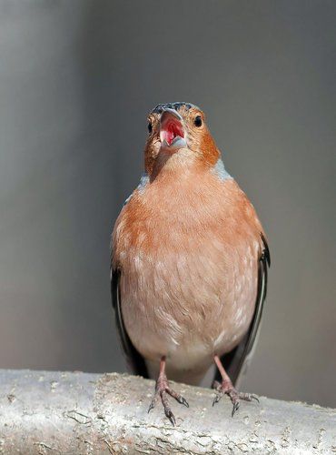 весенний солист