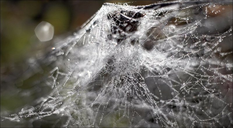 Паучья архитектура #2 фото превью