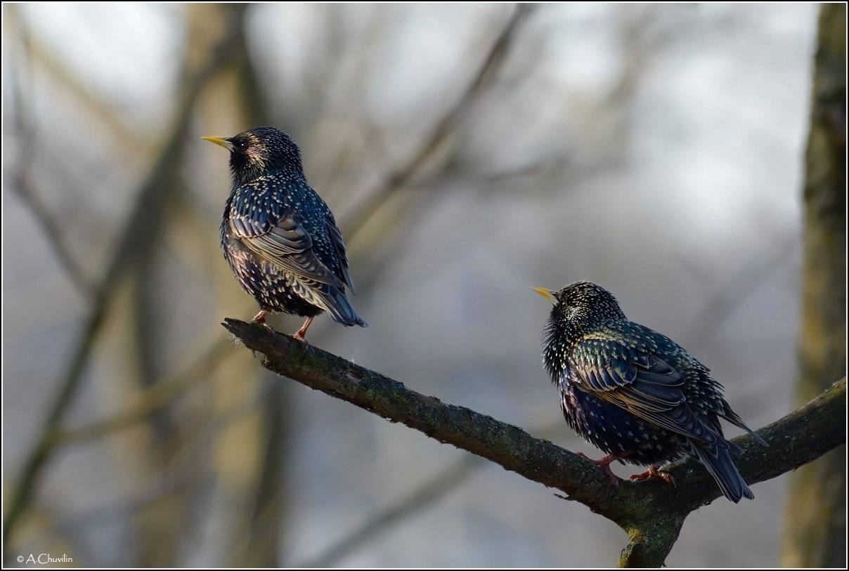 скворцы,пара,самец,самка,восход,март,новая,весна, Александр Чувилин