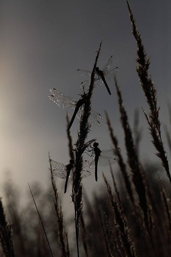 , Сергей Таланов