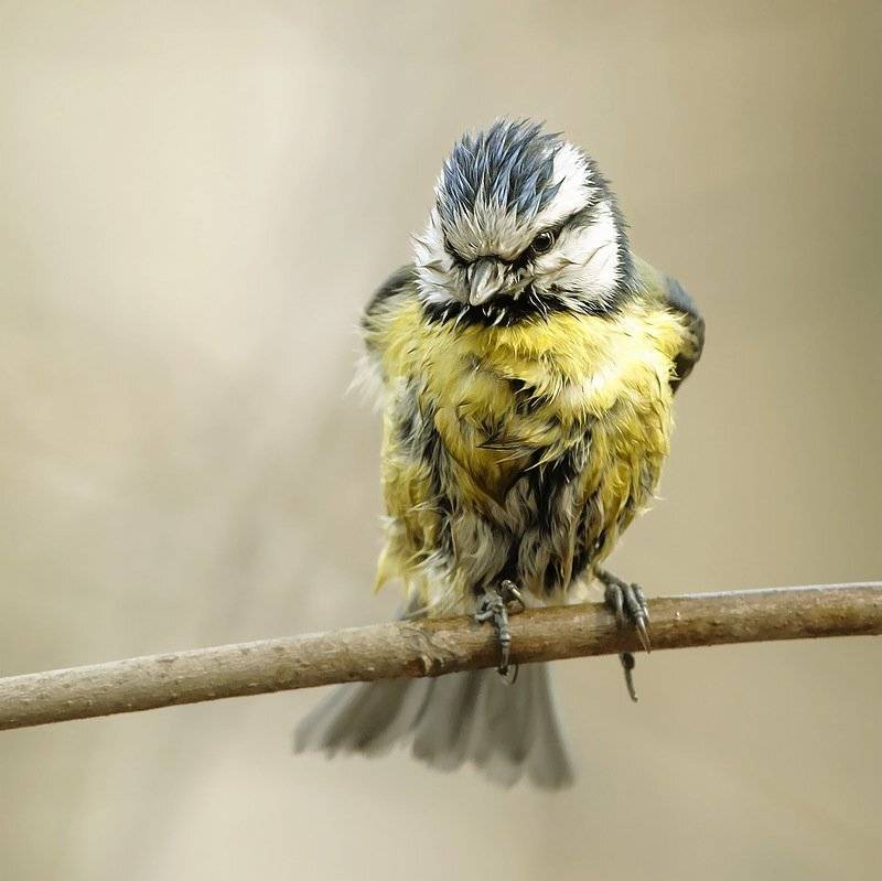 , Валерий Субачев