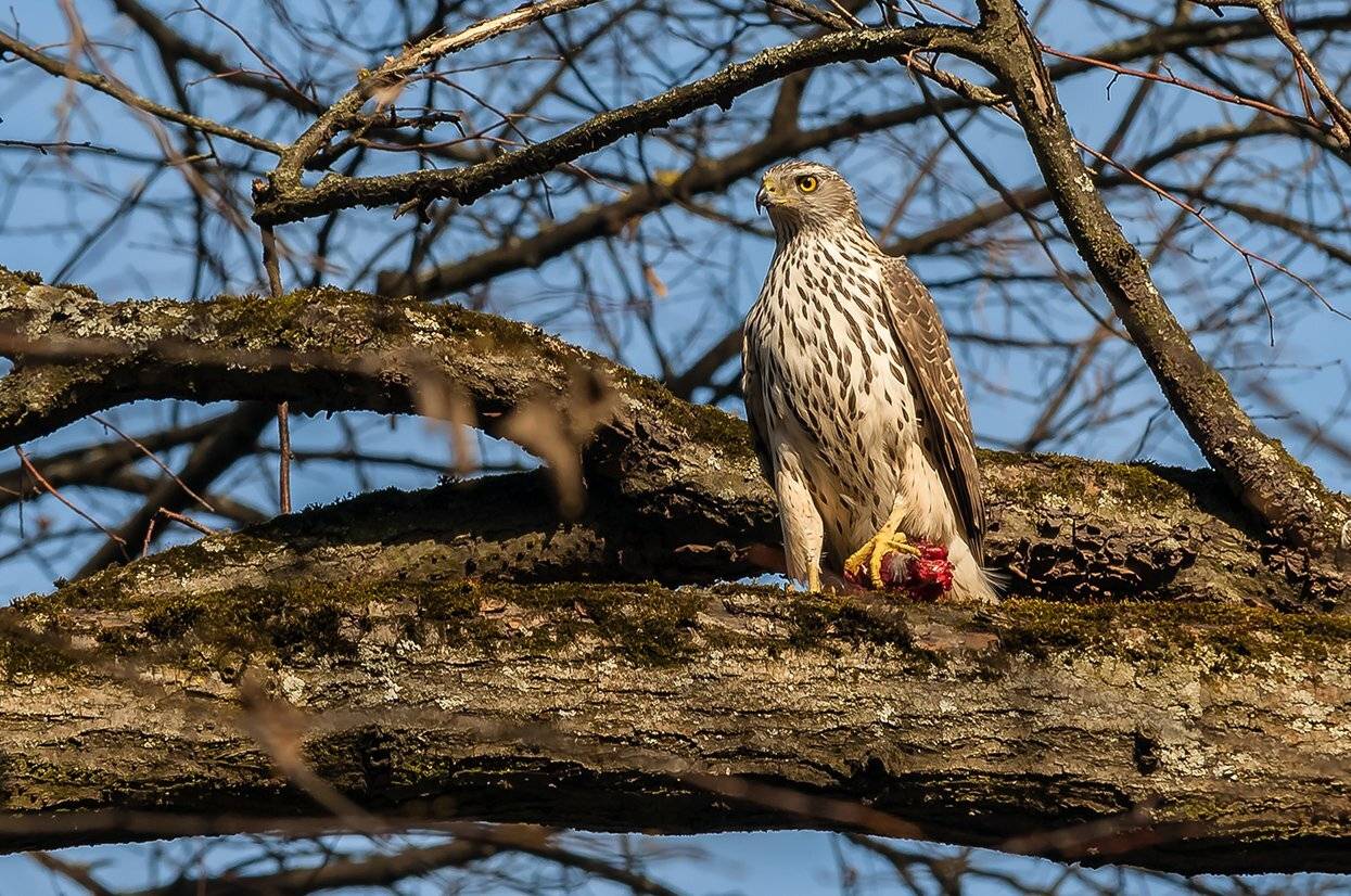 , Александр Абросимов