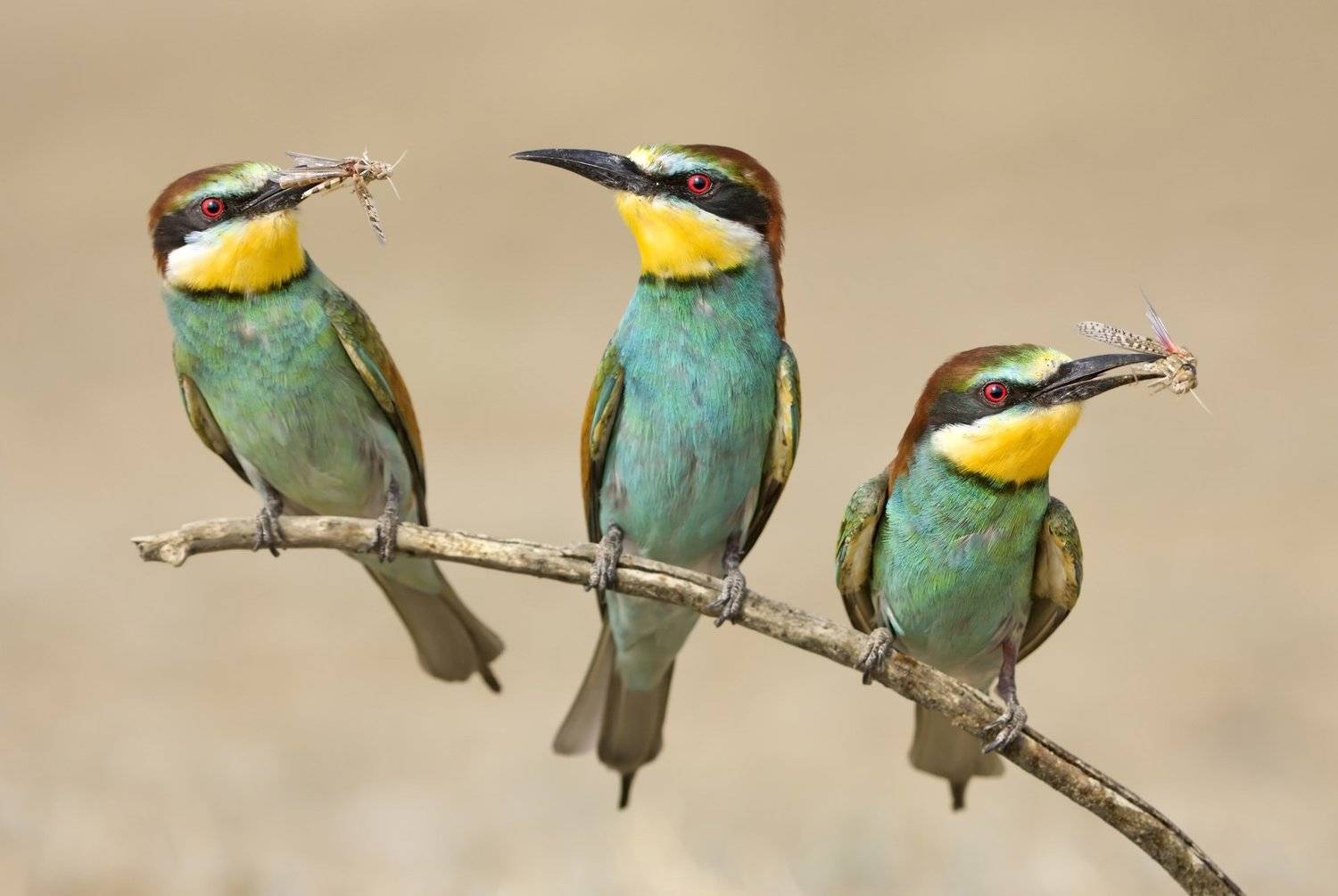 , Александр Гусар