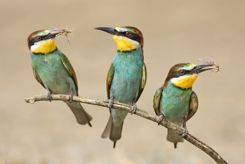 На троих. фото превью