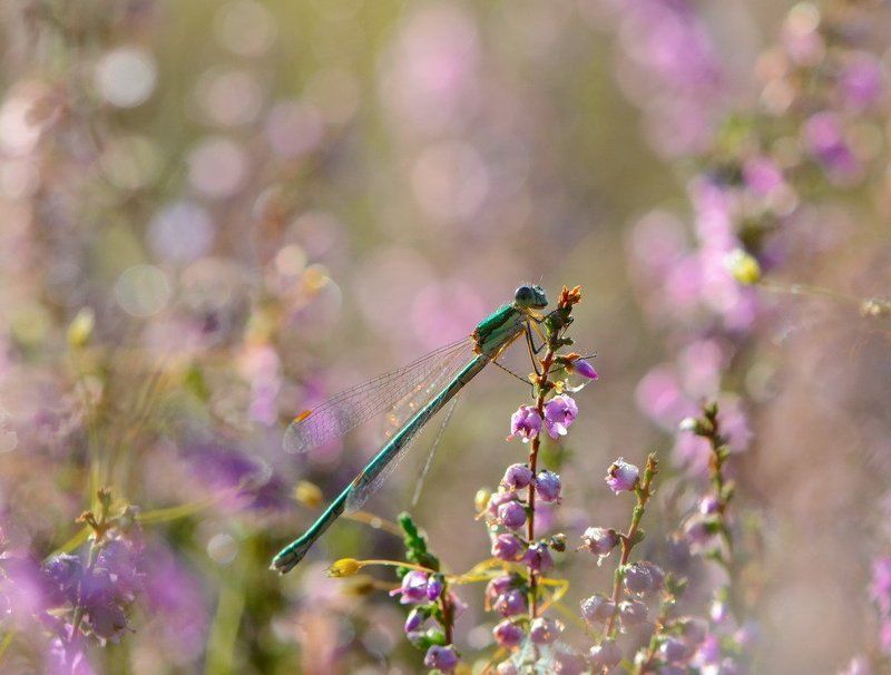Вересковые зарисовки фото превью