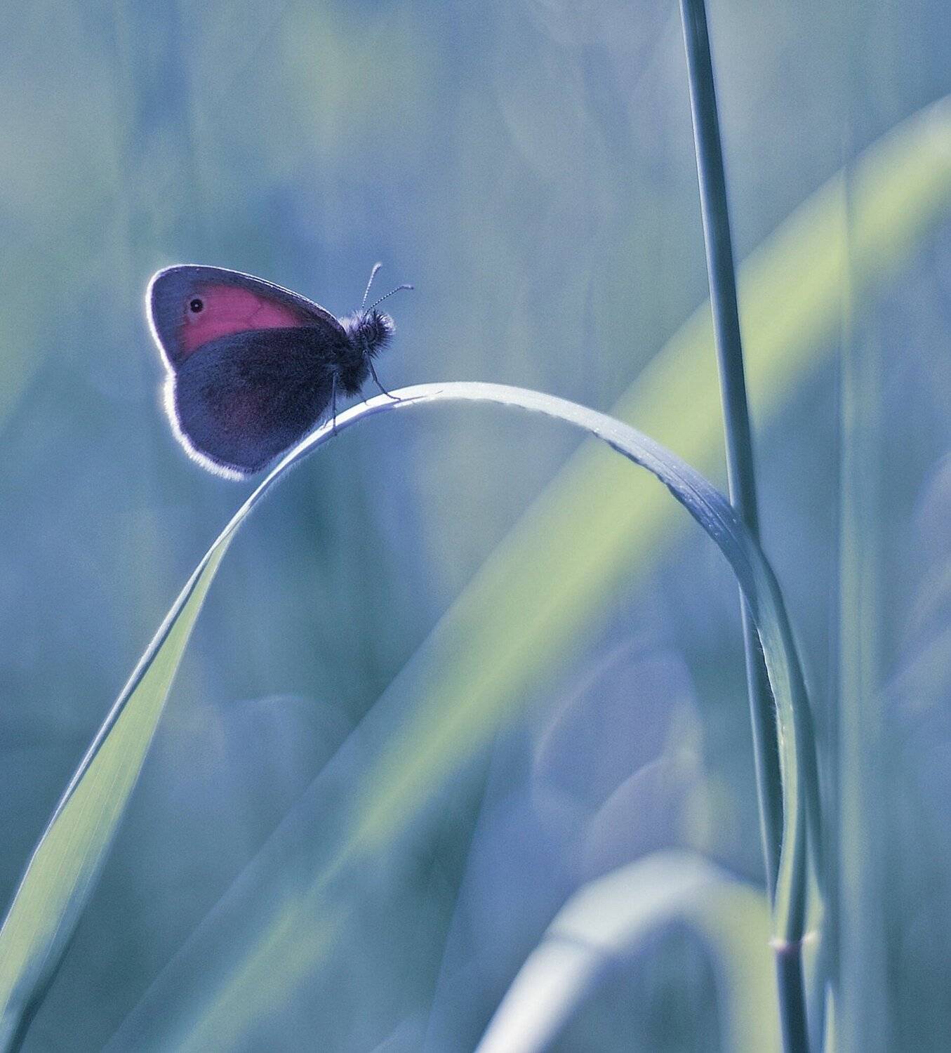 , Krzysztof Trojanowski