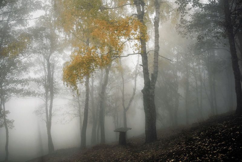 Отговорила роща золотая... фото превью