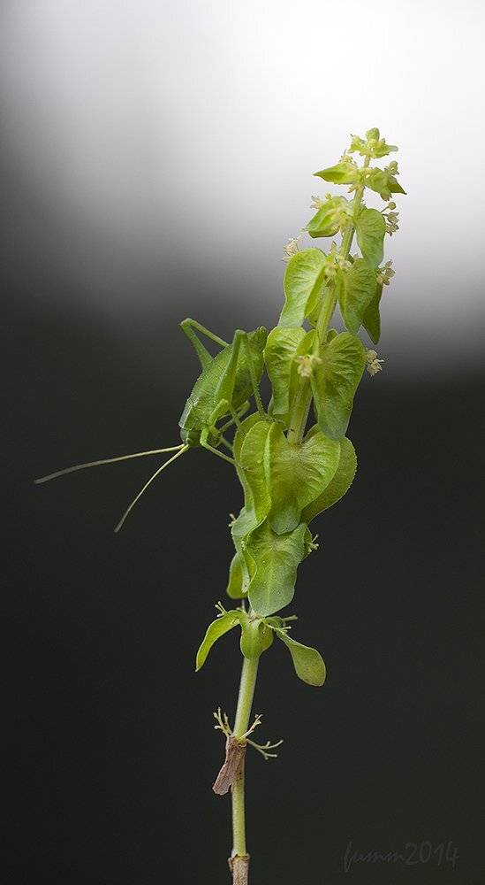 , Игорь ФУММ