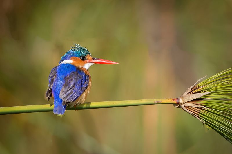 про новую метлу... фото превью