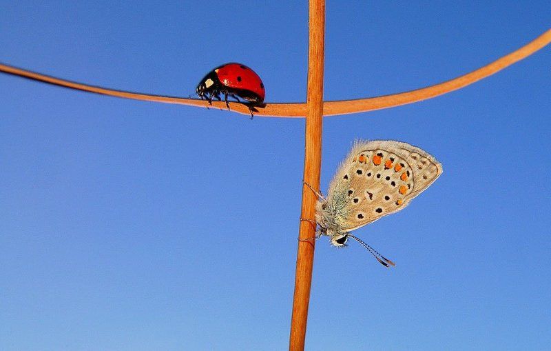 nature window фото превью