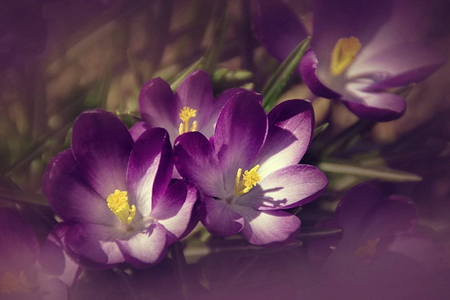 , Лана Тополева