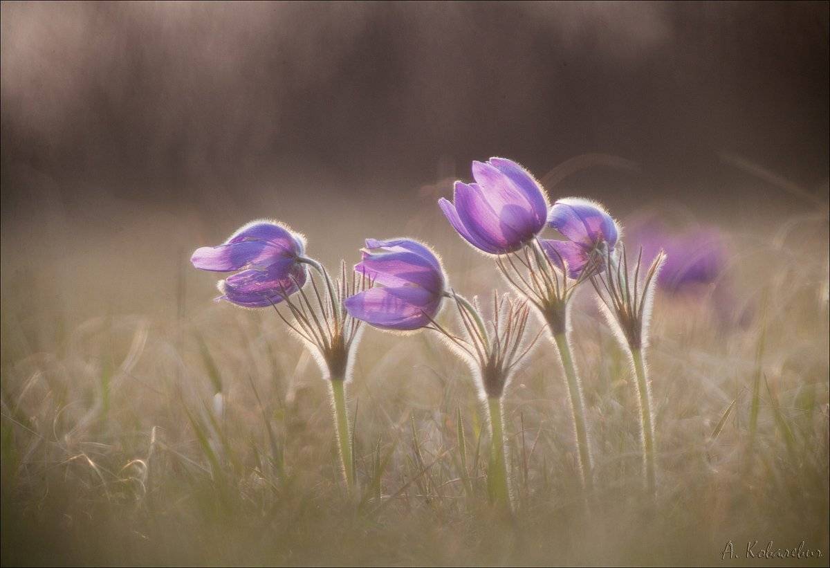 , Ковалевич А.