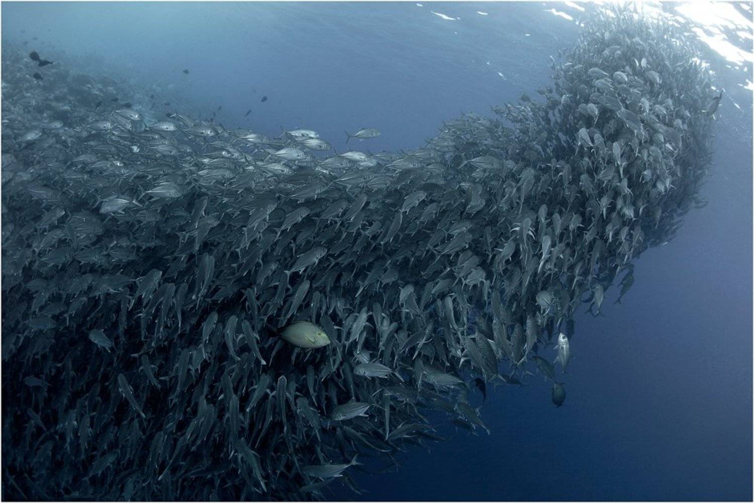 Diving, Malaysia, Sipadan island, Дайвинг, Малайзия, Подводная фотография, Сипадан, Олег Федин