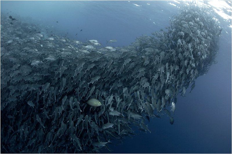 Diving, Malaysia, Sipadan island, Дайвинг, Малайзия, Подводная фотография, Сипадан Диверсант фото превью