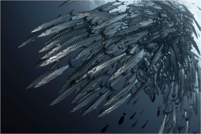 Железный капут фото превью