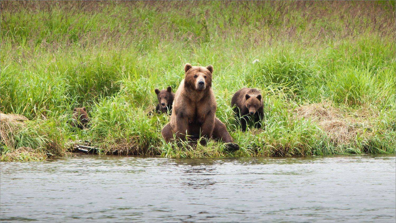 Камчатка, Нетушки