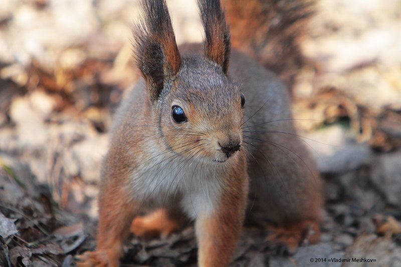 Squirrel. фото превью