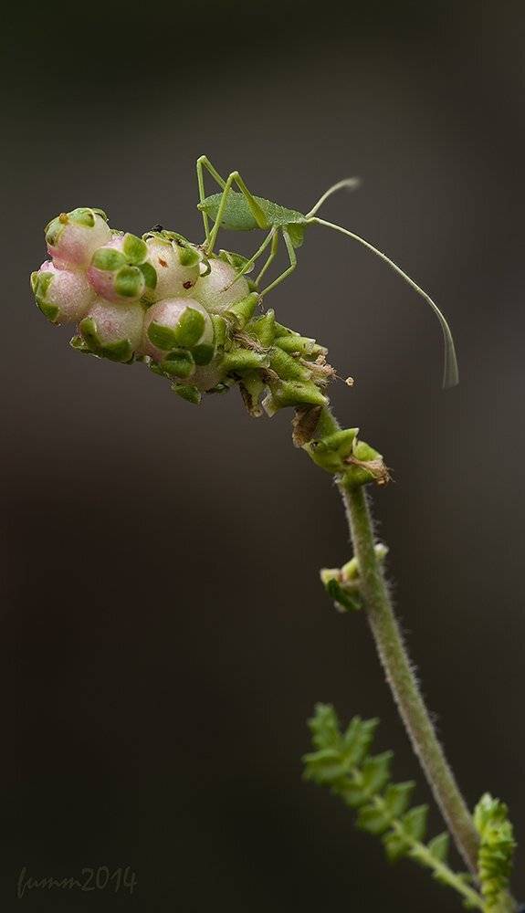 , Игорь ФУММ