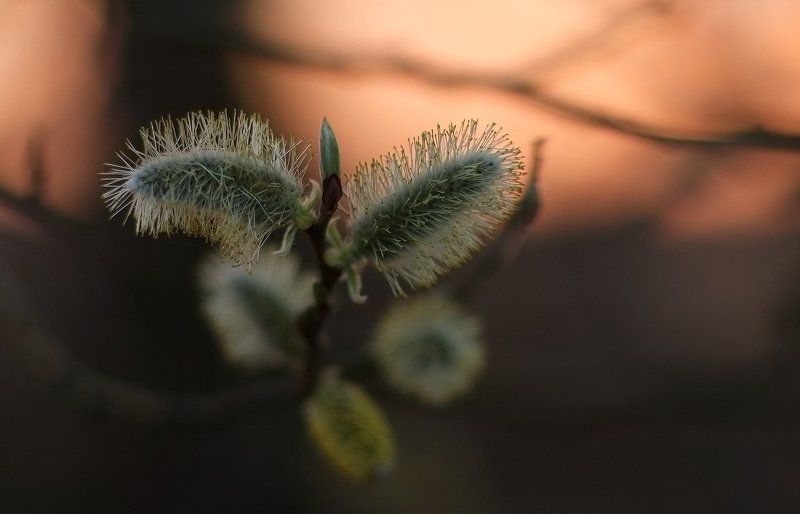 утро  весны.... фото превью