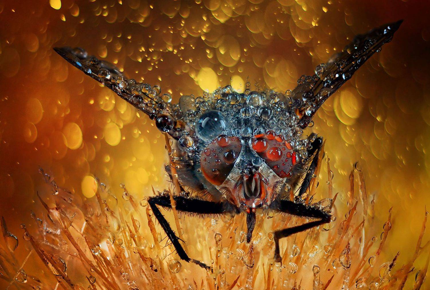 , Красимир Матаров