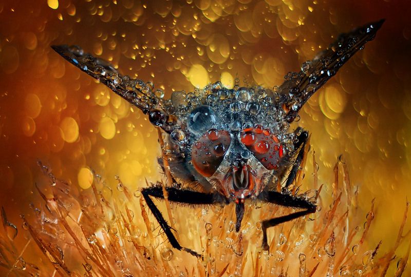 *** фото превью