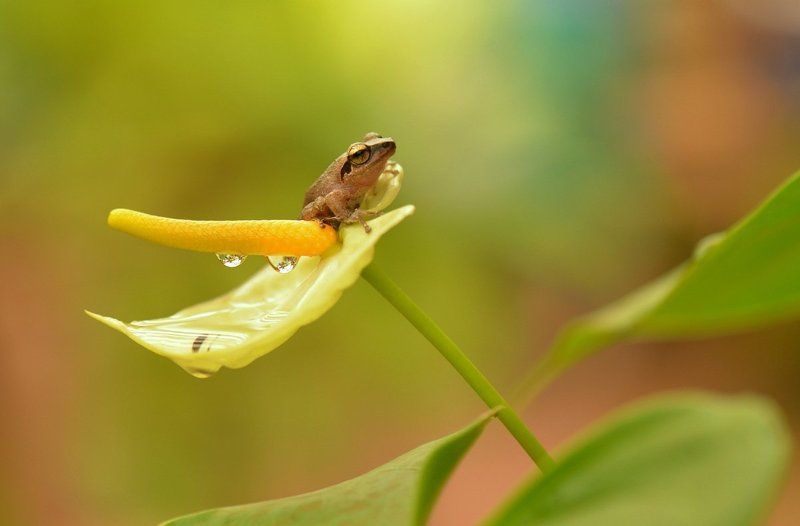 Дюймовочка фото превью