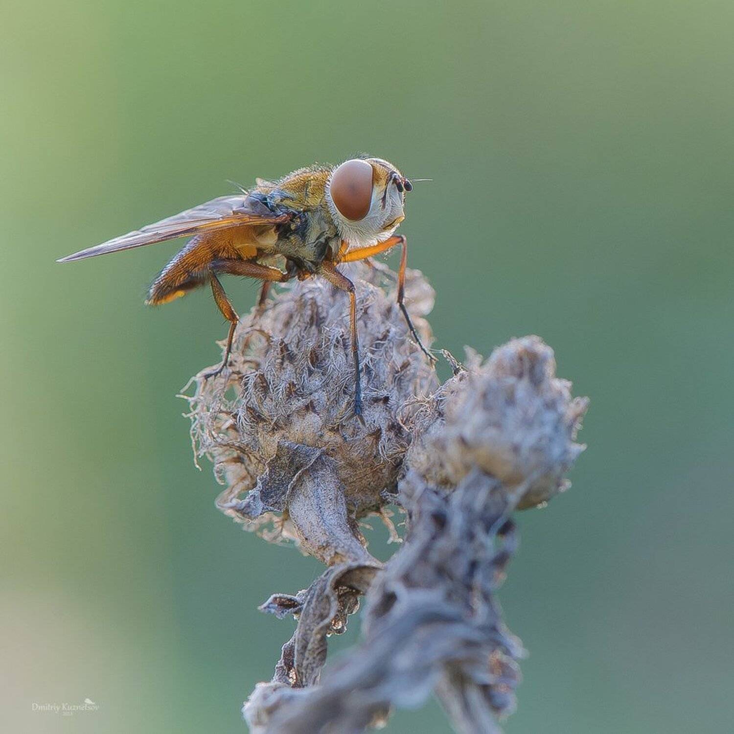 , Кузнецов Дмитрий