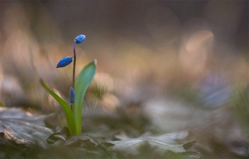 Указатель весны... фото превью