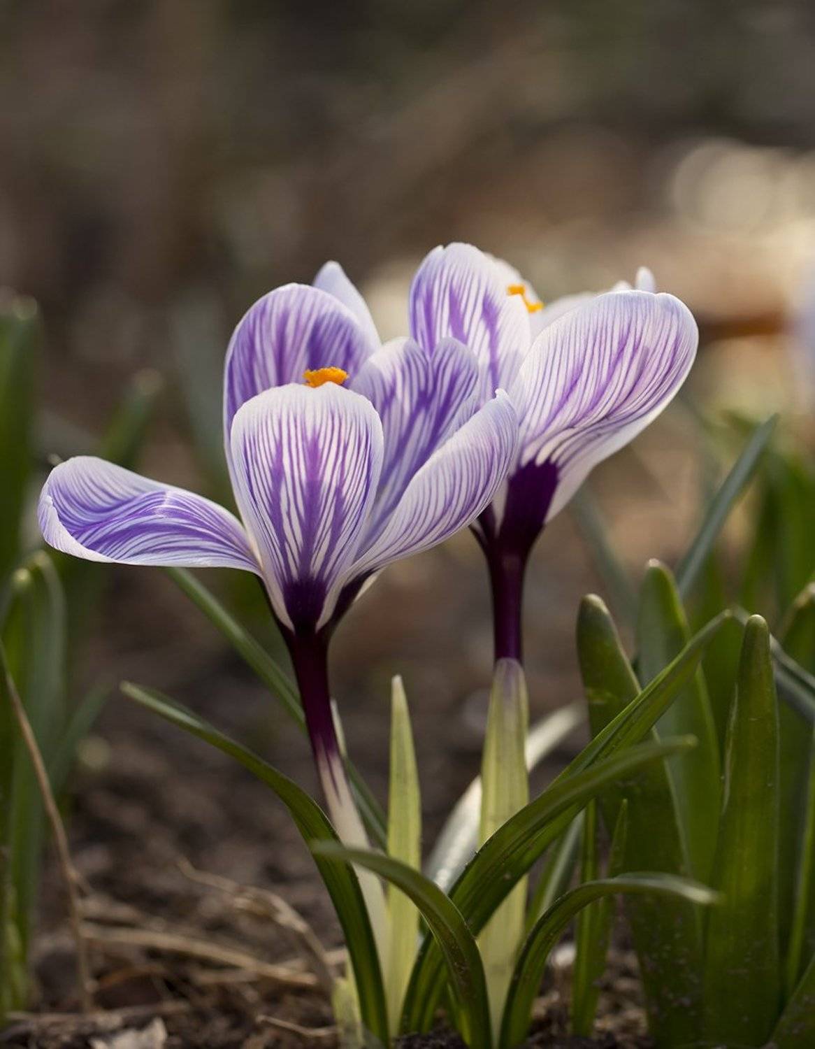 , Иваненко Светлана