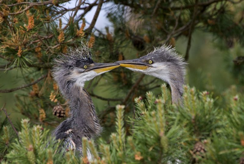 Кто старший? фото превью