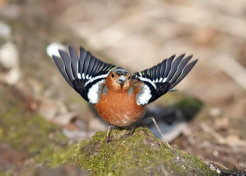весна... распускаются зяблики
